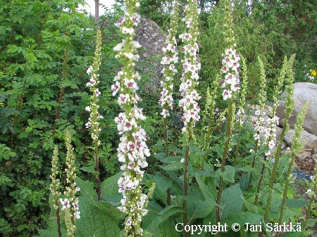  Verbascum chaixii Album